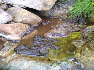 Pollution ruisseau